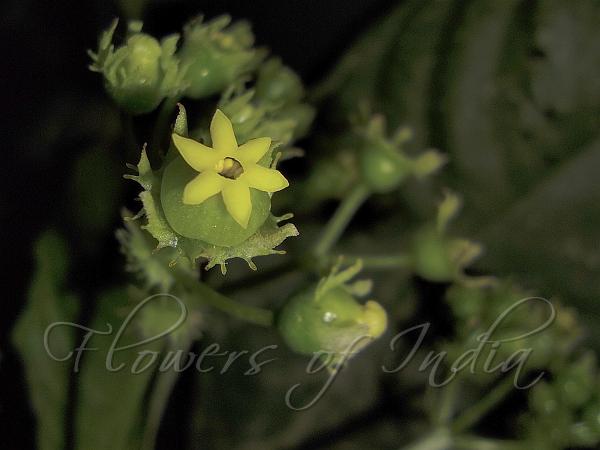 Malay Mycetia